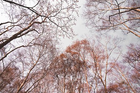 The dry trees that grow on Phu Kradueng National Park,Loei, Thailand.Trees and dry twigs where the leaves fall to the ground In the hot and dry summer.の写真素材