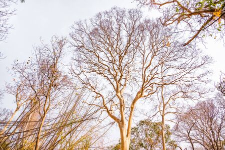 The dry trees that grow on Phu Kradueng National Park,Loei, Thailand.Trees and dry twigs where the leaves fall to the ground In the hot and dry summer.の写真素材