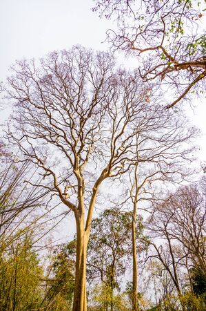 The dry trees that grow on Phu Kradueng National Park,Loei, Thailand.Trees and dry twigs where the leaves fall to the ground In the hot and dry summer.の写真素材