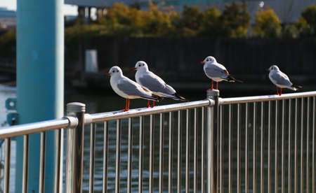 Birds rest on Railsの写真素材