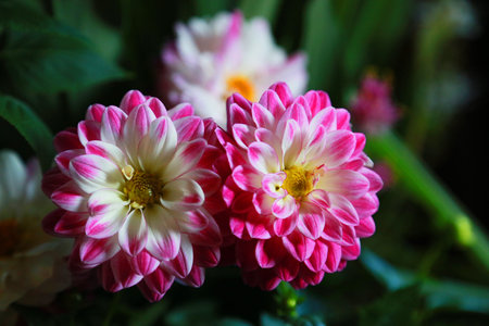 Red and white flowers