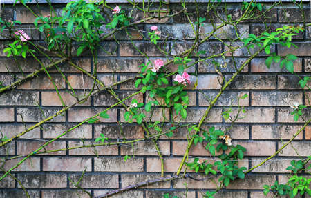 Brick wall flowersの写真素材