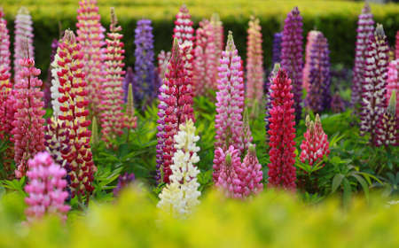 Lupineの写真素材