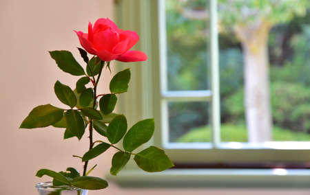 The sight of room with red roses flowersの写真素材