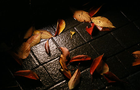 Night of the dead leaves on the ground