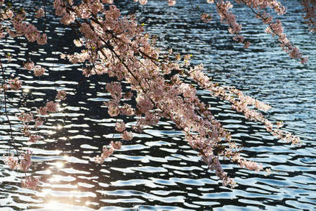 Views of the solar light reflected in the water of the river and cherry blossomsの写真素材