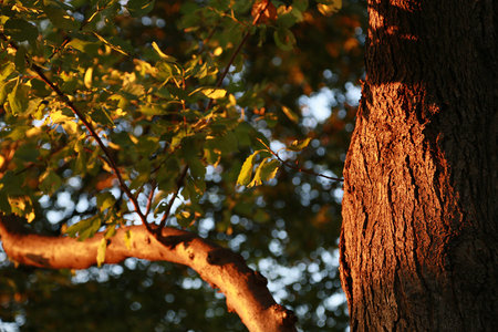 Trees illuminated by the setting sun