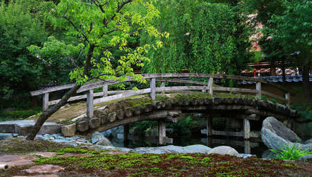 Old trees of the forest bridgeの写真素材
