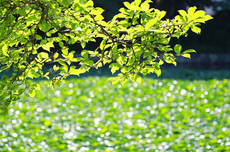 And green surface of the pond in the Parkの写真素材