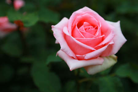 In the Green-Pink Roseの写真素材