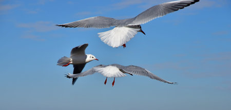 Sight of the sea birds flying against the blue sky