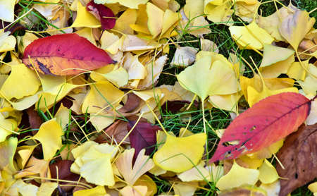 Yellow and Red leavesの写真素材