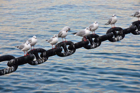Birds rest on the chain of shipsの写真素材