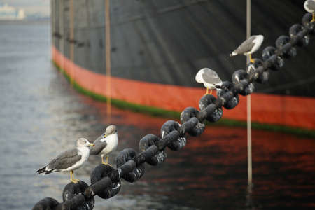 The seabird which rests in a chain for moorage of a ship in a harborの写真素材