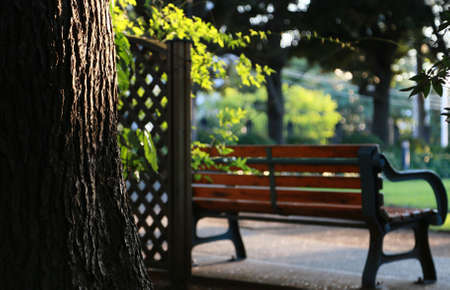 The green of the park and the scenery of the bench on a sunny dayの写真素材