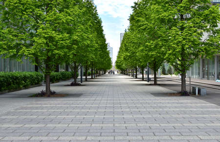 Scene of the green avenue of the town of the day of the blue sky which it was fineの写真素材