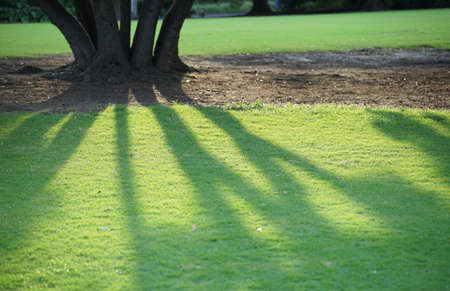 Green of the lawn of the park lighted up by the setting sunの写真素材
