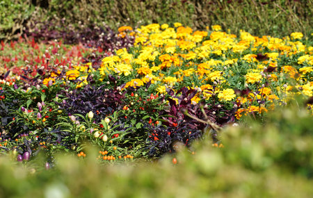 Flower of the flower bed of the garden of the day when it was fineの写真素材