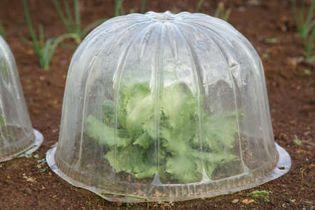 Cover for the vegetables cultivation of the field of the frost preventionの写真素材