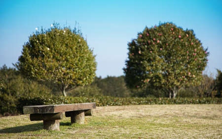 Scenery of the bench of the park and the green treeの写真素材
