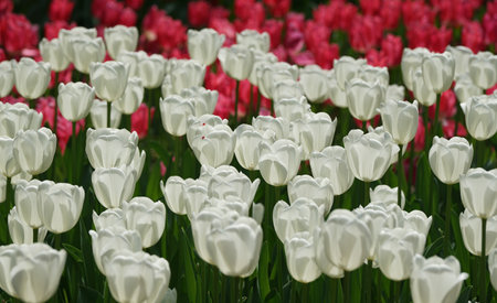 Many red and white colored tulips bloom in a field of flowers on a sunny dayの写真素材