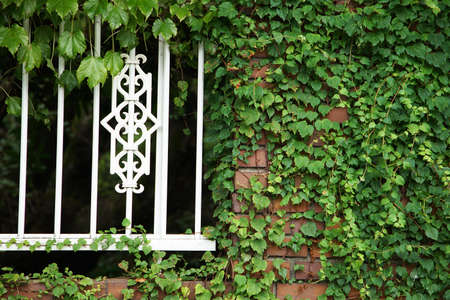 Green leaves crawling on the wallの写真素材