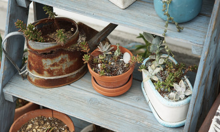 Houseplants on a shelf in the gardenの写真素材