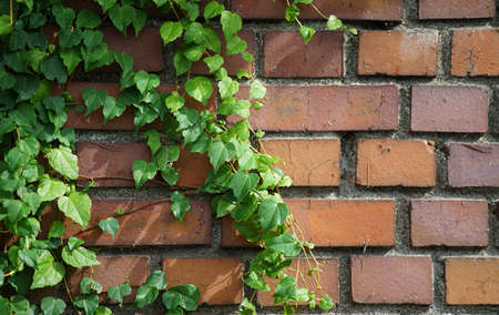 Green leaves crawling on the wallの写真素材