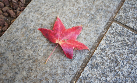 Red fallen leaves with autumn leaves on the ground