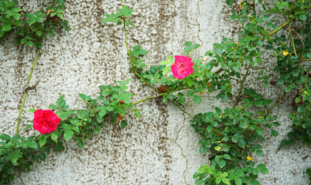 Red flowers crawling on ivy on garden wallの写真素材