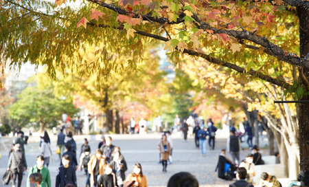 Fall foliage on a city street on a sunny autumn dayの写真素材