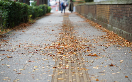 Autumn fallen leaves ground walkway