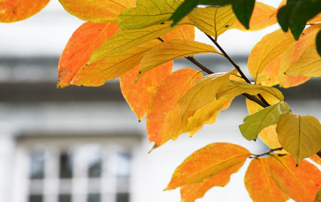 Orange foliage on trees in the fall seasonの写真素材