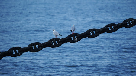 The seabird which stops a ship on the chain to moorの写真素材