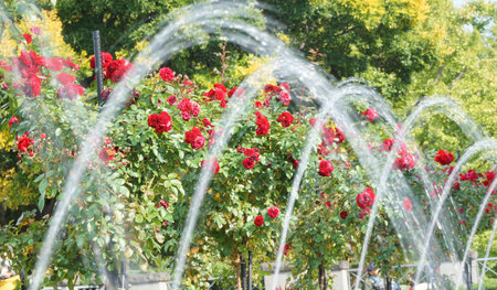 The spray of the fountain of the park and red flowerの写真素材