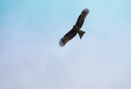 Large bird flying freely in clear blue sky