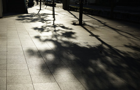 Shadow of a tree on the pavement in the city of yokohama japan.の写真素材
