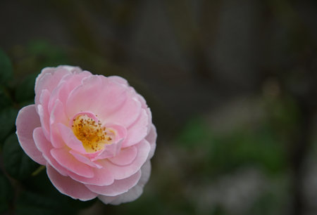 Pink rose in the garden, soft focus and bokeh.の写真素材