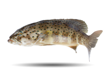Coral leopard grouper fish/swimming cod fish/colorful spotted rock cod/fish isolated on white background/swimming fish/popular fish food in restaurantの写真素材