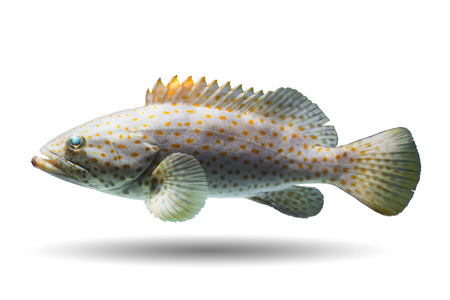 Also known as Rockcods, Cods, Hinds, Trouts, Orange-spotted Rockcod, Brown-spotted Rockcod, Gold-spotted Rockcod, Coral Cod, Reef Cod, Coral Troutの写真素材