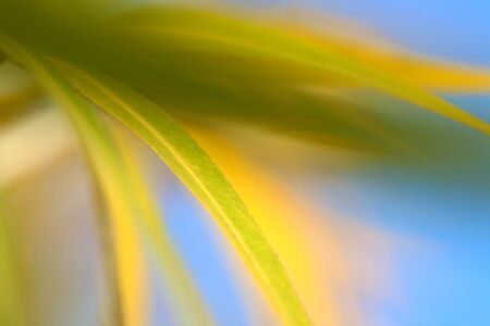 experimenting with a really close up shoots of leafs against the blue winter skyの写真素材
