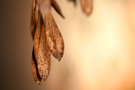 noticed dried leafs on the tree  near my house and decided to take a few shoots の写真素材