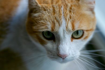 our lazy cat that likes to pose の写真素材