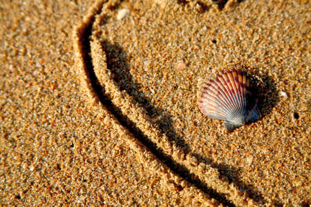 shell found on the beachの写真素材