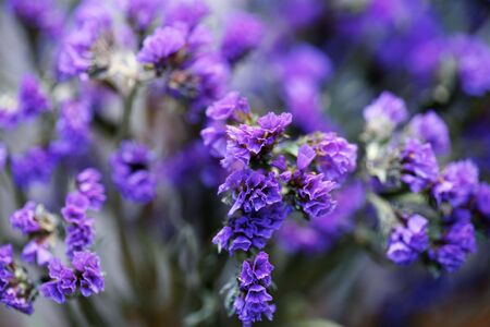 close up of a flowerの写真素材