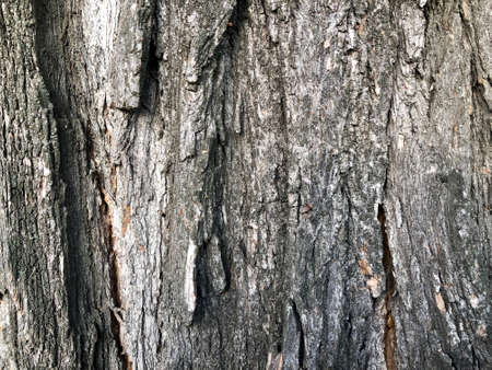 wood bark textureの写真素材