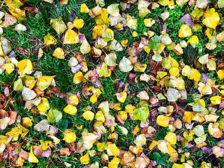 Autumn leaves on a green grass field view from above