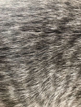 Background texture striped cat fur wool close up black and whiteの写真素材