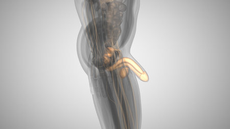 3d illustration of a man with an illuminated penis. mans health