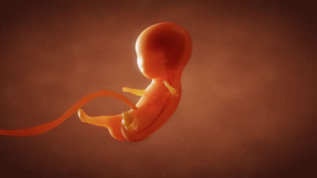 3D illustration the formation of the fetus of the baby in the wombの写真素材